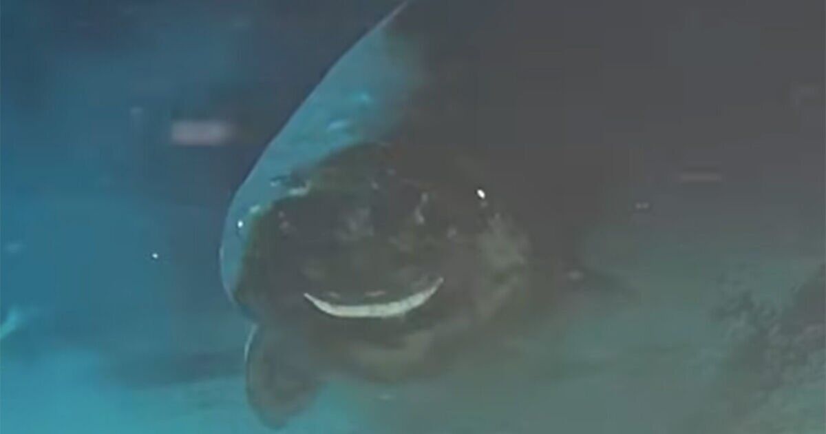 Scientists astonished by what appears in deep sea camera to eat carcass | Science | News