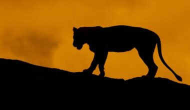 Video: Mysterious Big Cat Sighting Causes Stir in Upstate New York | iHeartRadio