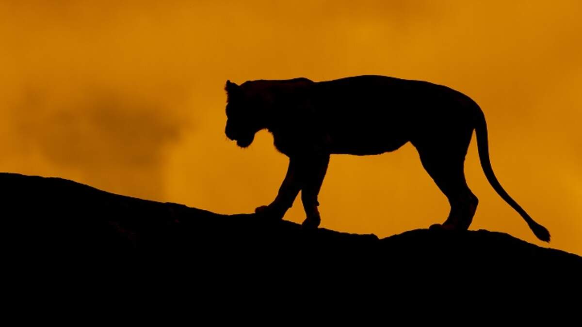 Video: Mysterious Big Cat Sighting Causes Stir in Upstate New York | iHeartRadio
