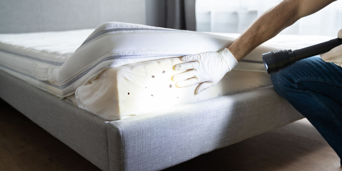 Bed Bug Infestations Surge in France: Essential Protection Tips