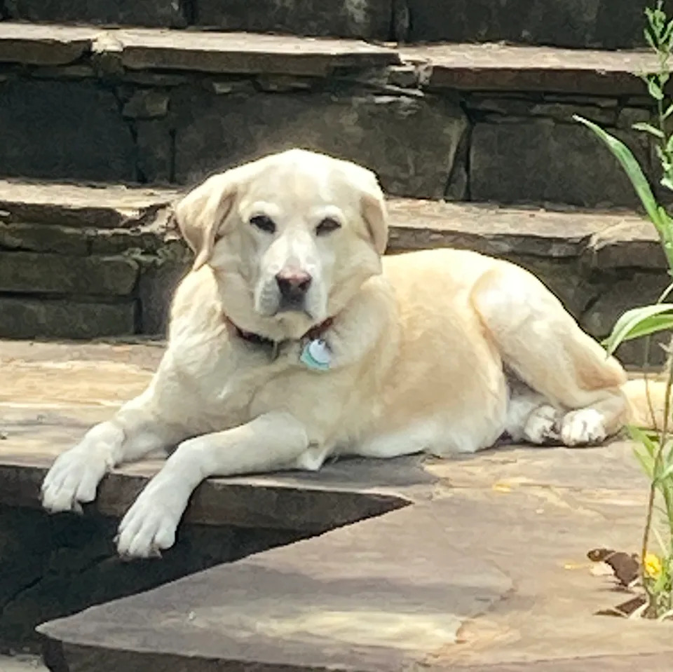 dog lounging