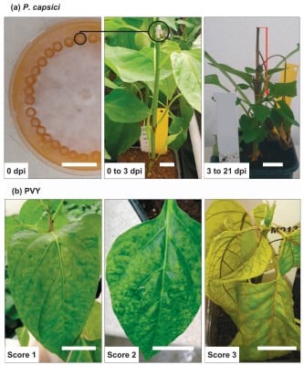 Climate-Proof Crops? Uncovering the Genetic Secrets of Pepper Immunity