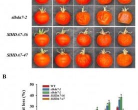 New Genetic Insight Offers Strategy for Longer-Lasting Tomatoes