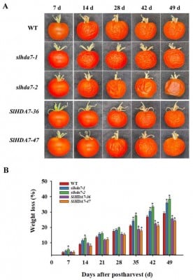 New Genetic Insight Offers Strategy for Longer-Lasting Tomatoes