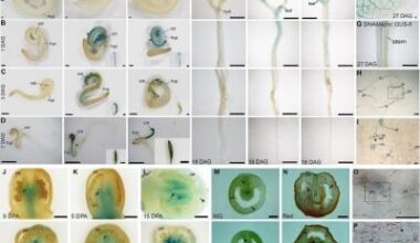 From Genetics to Fruit Growth: The Crucial Role of SlHAM4 in Tomatoes