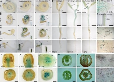 From Genetics to Fruit Growth: The Crucial Role of SlHAM4 in Tomatoes