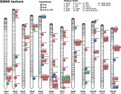 Genetics Behind the Crunch: A Blueprint for Better Blueberries