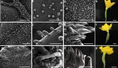 Soft spines, hard truth: how a single gene shapes cucumber armor
