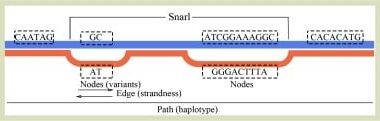 Graph-based pan-genome: a new key to unlocking genetic variation in chickens?
