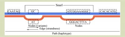 Graph-based pan-genome: a new key to unlocking genetic variation in chickens?