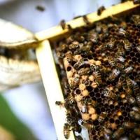 Bid to bring back pesticide in France sparks unprecedented petition | National