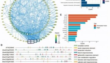 One gene, two gains: new discovery increases sterols and oils in rapeseed