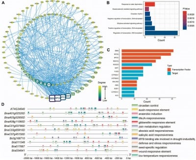 One gene, two gains: new discovery increases sterols and oils in rapeseed