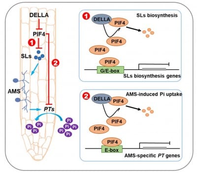 How tomatoes team up with fungi: scientists decode a genetic switch for smarter nutrient use