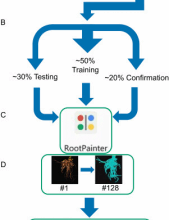Uncovering the secrets of maize roots: high-throughput phenotyping reveals genetic drivers of growth