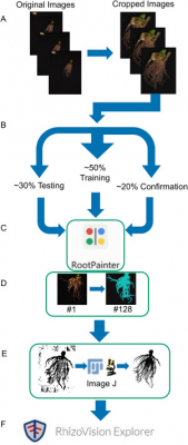 Uncovering the secrets of maize roots: high-throughput phenotyping reveals genetic drivers of growth