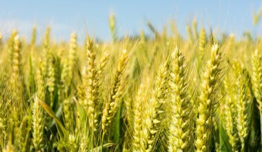 Scientists map genetic resistance to wheat 'cancer'