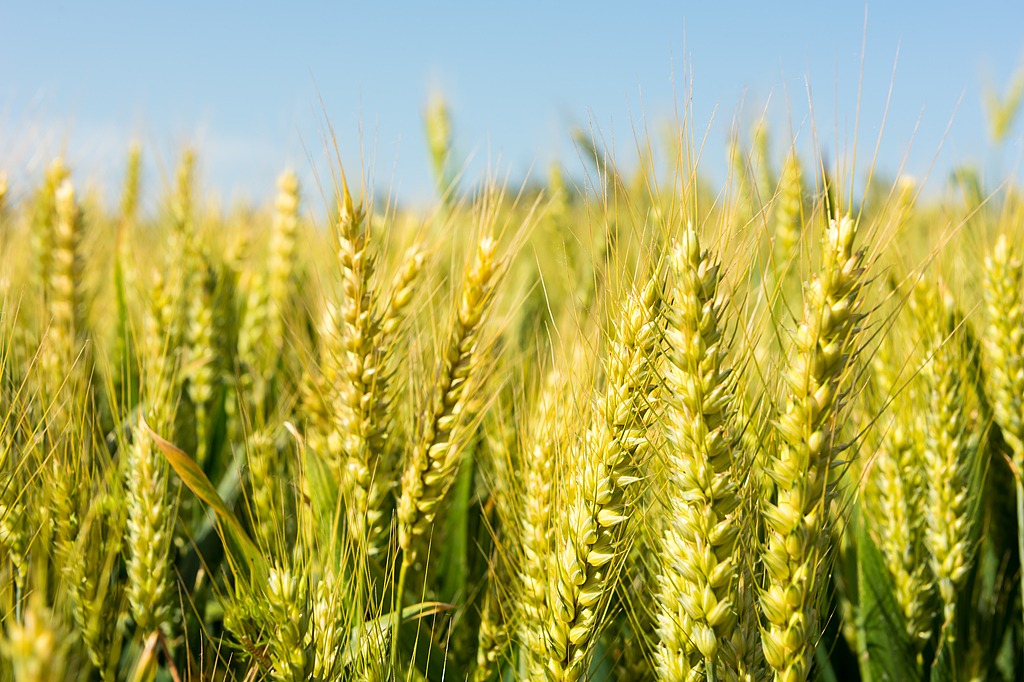 Scientists map genetic resistance to wheat 'cancer'
