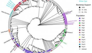 Cracking the genome of a rising biofuel star