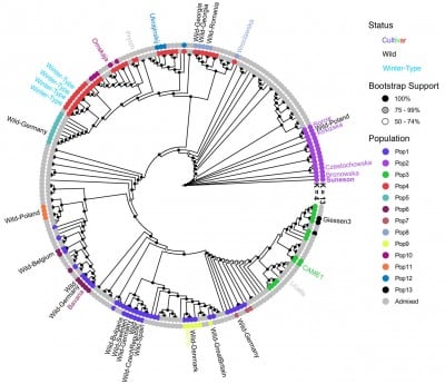 Cracking the genome of a rising biofuel star