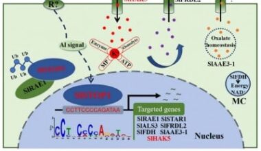 Tomato’s genetic shield against aluminum stress uncovered