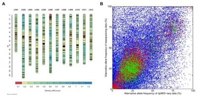 dpMIG-seq: a game-changer in genetic mapping of tetraploid crops