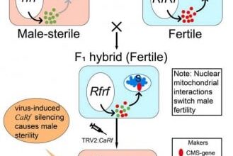 Pepper’s Fertility Puzzle Solved: Gene Discovery Unlocks Hybrid Potential
