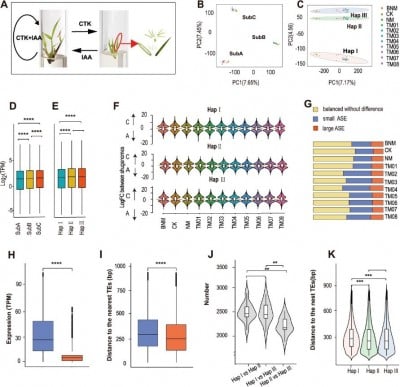 In vitro bloom: scientists map bamboo genome to crack the code of its rare flowering