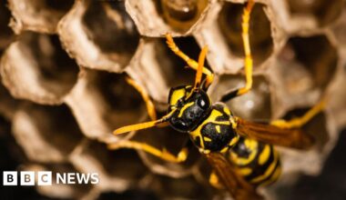 Radioactive wasp nest discovered at old US nuclear weapons site
