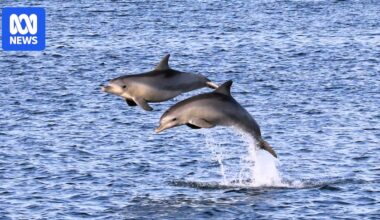 Going beneath the surface to protect dolphins