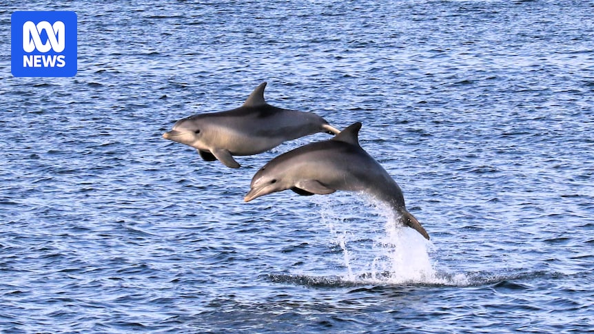 Going beneath the surface to protect dolphins