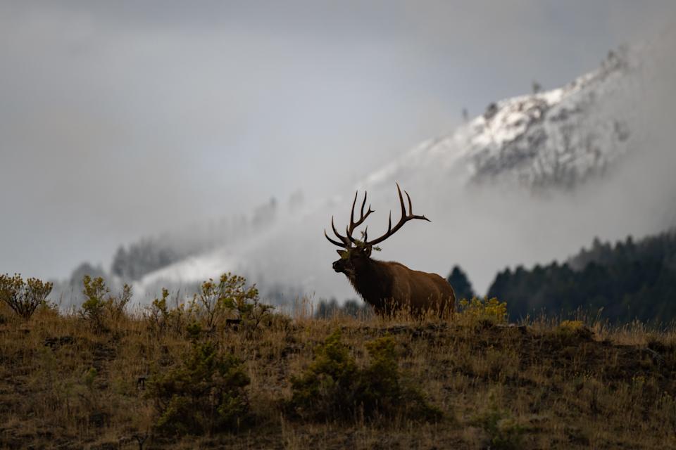 Elk bull bugling toward his cows to keep them close during rutting season in northern Yellowstone, near Gardiner, Montana and Mammoth Hot Springs.
