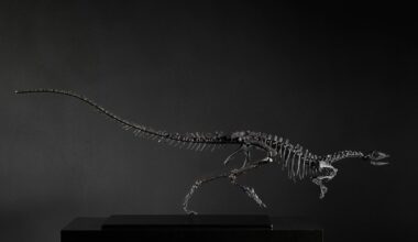 Natural History Museum to display £450,000 dinosaur fossil after London gallery helps secure buyer - The Art Newspaper