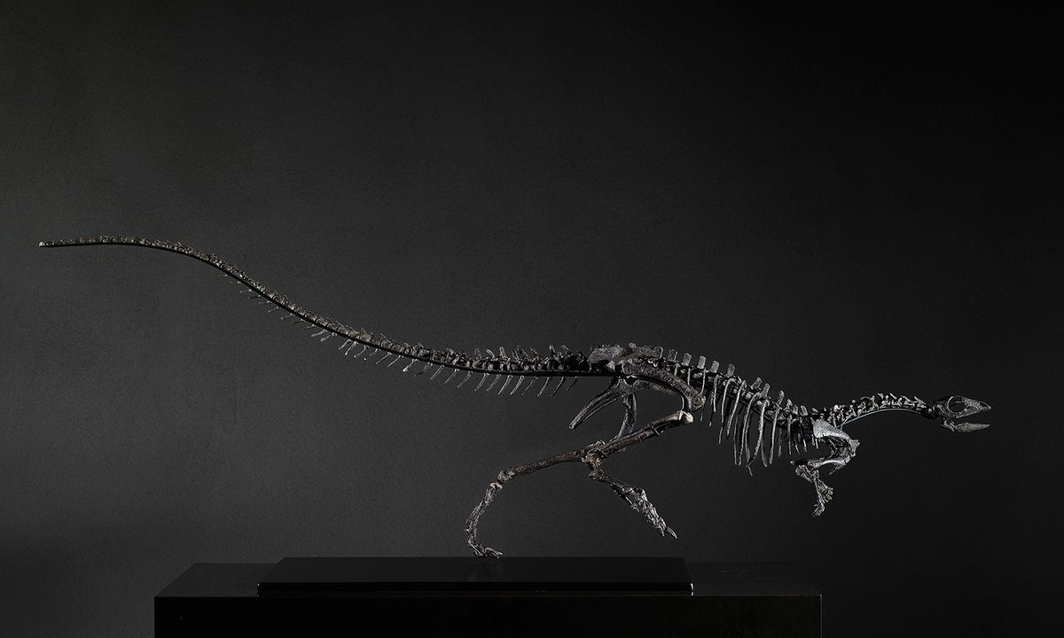 Natural History Museum to display £450,000 dinosaur fossil after London gallery helps secure buyer - The Art Newspaper