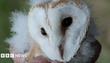 A baby barn owl's white face and pink beak is visible, held in someone's hand.