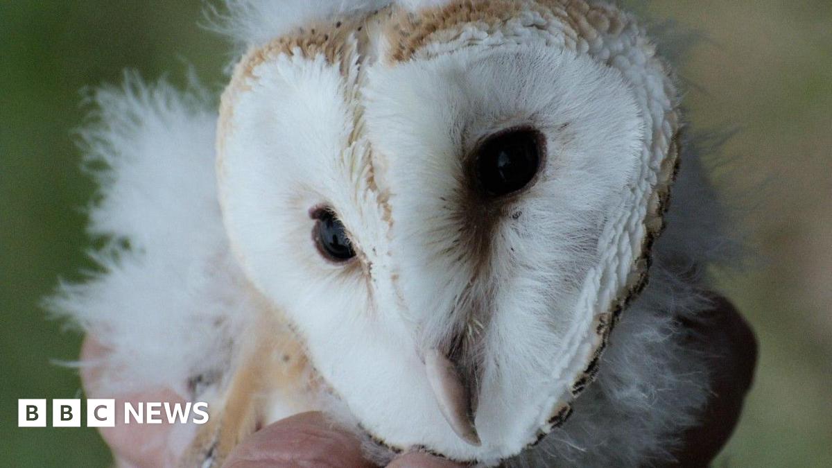 A baby barn owl's white face and pink beak is visible, held in someone's hand.