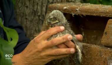 Saving threatened owls in Germany – DW – 07/30/2025