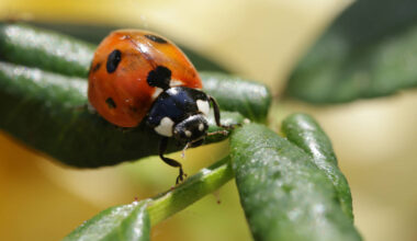 Ladybirds swarm across Britain in biggest plague since 1976
