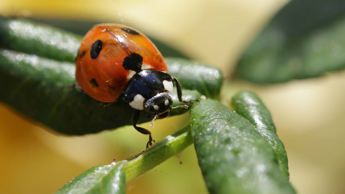 Ladybirds swarm across Britain in biggest plague since 1976