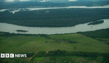 An aerial shot captures a section of the Amazon rainforest used for cattle farming