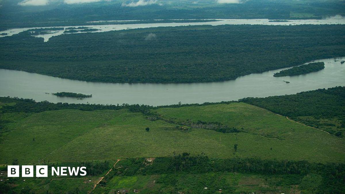 An aerial shot captures a section of the Amazon rainforest used for cattle farming
