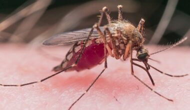 West Nile virus is a mosquito-borne disease. It is not spread from person to person but rather through bites from infected mosquitoes. The insects pick up the virus from birds, the natural reservoir for the virus