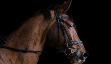 Muir urges action to boost equine welfare and traceability in Northern Ireland