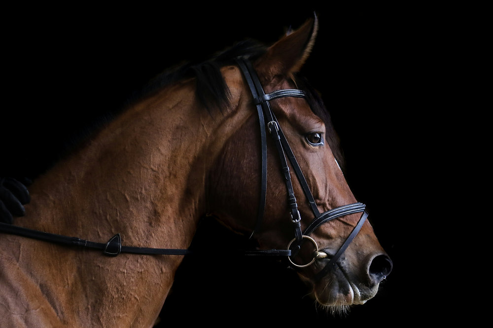 Muir urges action to boost equine welfare and traceability in Northern Ireland