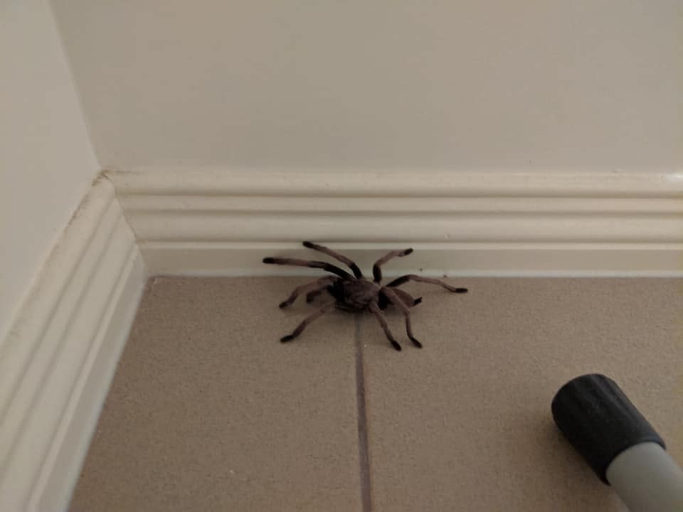 It's probably not surprising that spiders are the number one phobia in Australia. Credit: Paul Newman 