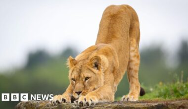 Yorkshire Wildlife Park appeals for cash to rescue Ukraine lions