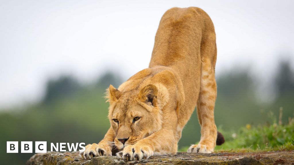 Yorkshire Wildlife Park appeals for cash to rescue Ukraine lions