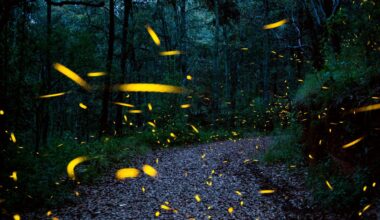 Are fireflies going extinct? Actually, they seem to be thriving.