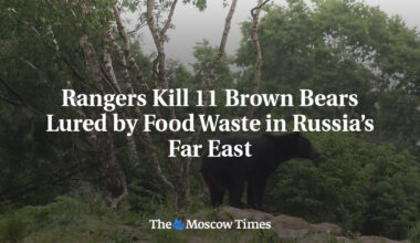 Rangers Kill 11 Brown Bears Lured by Food Waste in Russia’s Far East