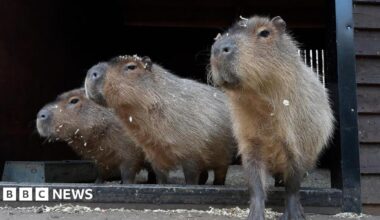 A close-up of three capybaras standing in the doorway of a wooden enclosure.